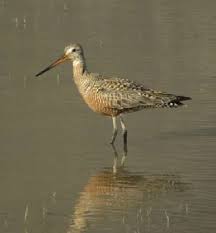 Image result for Limosa haemastica