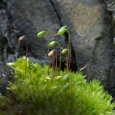 Attēlu rezultāti vaicājumam “Orthotrichum pumilum sporophyte”