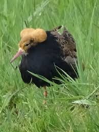 Attēlu rezultāti vaicājumam “Philomachus pugnax adult”