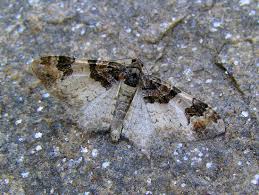 Attēlu rezultāti vaicājumam “Catarhoe cuculata”