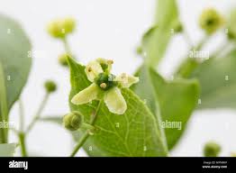 Attēlu rezultāti vaicājumam “Euonymus europaeus flower”
