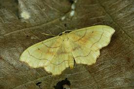 Attēlu rezultāti vaicājumam “Idaea emarginata”