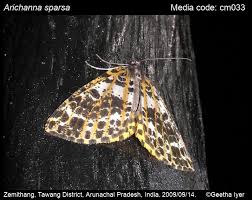 Attēlu rezultāti vaicājumam “Arichanna melanaria”