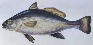 Image result for Umbrina cirrosa