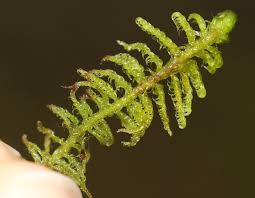 Attēlu rezultāti vaicājumam “Campylophyllum calcareum”