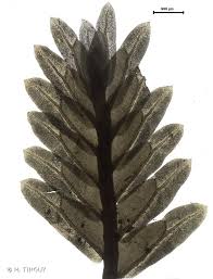 Attēlu rezultāti vaicājumam “Fissidens osmundoides”