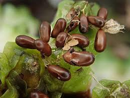 Attēlu rezultāti vaicājumam “Leocarpus fragilis spores”