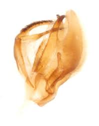 Attēlu rezultāti vaicājumam “Crambus hamella”