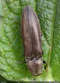 Attēlu rezultāti vaicājumam “Cidnopus aeruginosus”