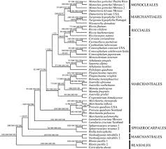 Attēlu rezultāti vaicājumam “Leiocolea heterocolpos”