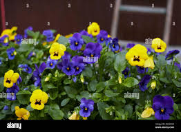 Attēlu rezultāti vaicājumam “Viola x williamsii”