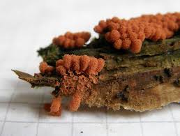 Attēlu rezultāti vaicājumam “Heterotrichia ferruginea (syn. Arcyria ferruginea)”