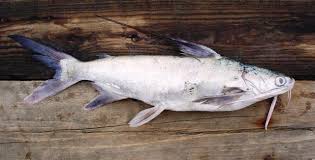 Image result for Bagre marinus