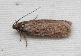 Attēlu rezultāti vaicājumam “Depressaria olerella imago”