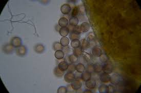 Attēlu rezultāti vaicājumam “Physarum braunianum sessile”