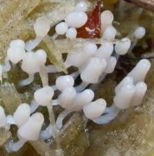 Attēlu rezultāti vaicājumam “Arcyria cinerea stalked”