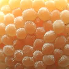 Attēlu rezultāti vaicājumam “Araneus diadematus eggs”