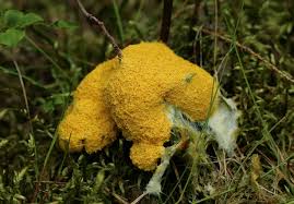 Attēlu rezultāti vaicājumam “Fuligo luteonitens”