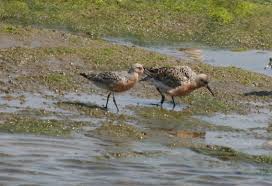 Attēlu rezultāti vaicājumam “Calidris canutus”