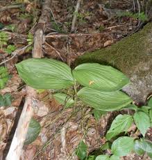 Attēlu rezultāti vaicājumam “Cypripedium calceolus leaf”