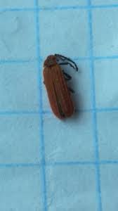 Attēlu rezultāti vaicājumam “Lopheros rubens”