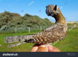 Attēlu rezultāti vaicājumam “Jynx torquilla”