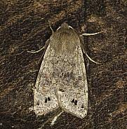 Attēlu rezultāti vaicājumam “Orthosia munda”