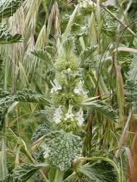 Image result for Marrubium vulgare