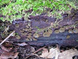 Attēlu rezultāti vaicājumam “Chlorencoelia versiformis”