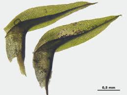 Attēlu rezultāti vaicājumam “Meesia triquetra”