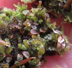 Attēlu rezultāti vaicājumam “Scapania apiculata”