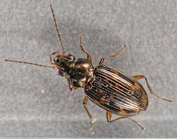 Attēlu rezultāti vaicājumam “Bembidion sp.”