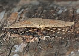 Attēlu rezultāti vaicājumam “Cyclophora punctaria”