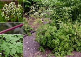 Attēlu rezultāti vaicājumam “Chaerophyllum aromaticum”
