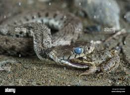 Attēlu rezultāti vaicājumam “Natrix natrix adult”