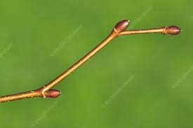 Attēlu rezultāti vaicājumam “Tilia cordata bud”