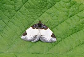 Attēlu rezultāti vaicājumam “Mesoleuca albicillata”