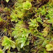 Attēlu rezultāti vaicājumam “Encalypta streptocarpa”