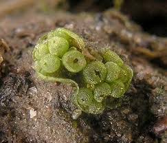 Attēlu rezultāti vaicājumam “Marchantiopsida”