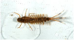 Attēlu rezultāti vaicājumam “Siphlonurus”