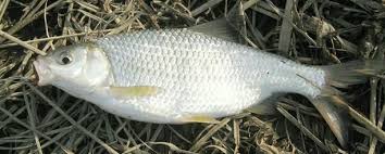 Image result for Rutilus caspicus