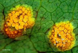 Attēlu rezultāti vaicājumam “Puccinia poarum”