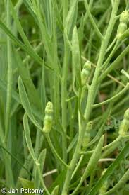 Attēlu rezultāti vaicājumam “Thesium ebracteatum”