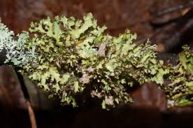 Attēlu rezultāti vaicājumam “Tuckermannopsis chlorophylla”