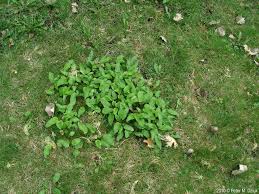 Attēlu rezultāti vaicājumam “Campanula rapunculoides leaf”