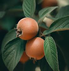 Attēlu rezultāti vaicājumam “Mespilus germanica fruit”