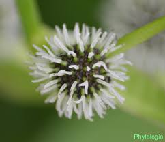 Attēlu rezultāti vaicājumam “Sparganium erectum aggr. leaf”