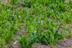 Attēlu rezultāti vaicājumam “Rumex confertus”