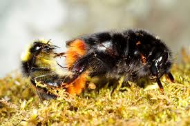 Attēlu rezultāti vaicājumam “Bombus lapidarius”