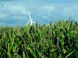 Attēlu rezultāti vaicājumam “Zea mays”